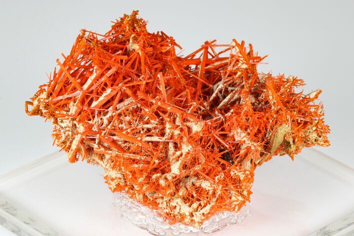Bright Orange Crocoite Crystal Cluster - Tasmania #182740